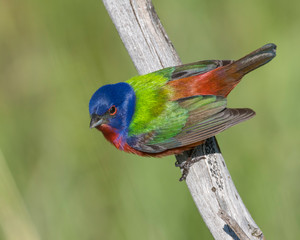 Painted Bunting on a perch