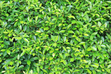 Fototapeta na wymiar Green leaves wall fence background. Garden decoration.