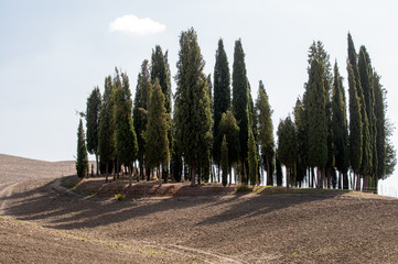 beautiful cypress tree circle in the middle of a field in Tuscany