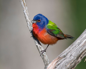 Painted Bunting on a perch
