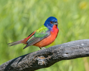 Painted Bunting on a perch