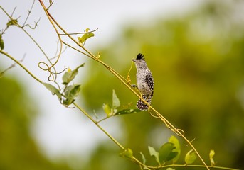 Beautiful Barred antshrike perched on a branch against natural defocused background, Pantanal Wetlands, Mato Grosso, Brazil