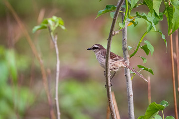 Chalk-browed mockingbird perched on a twig against defocused natural background, Pantanal Wetlands, Mato Grosso, Brazil