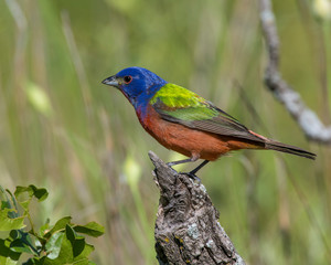 Painted Bunting on a perch