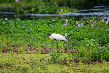Wood stork foraging at a green lagoon edge, Pantanal Wetlands, Mato Grosso, Brazil