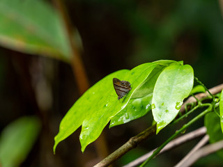 熱帯のジャノメチョウ