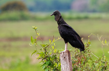 Side view of a Black vulture against green background, Pantanal Wetlands, Mato Grosso, Brazil