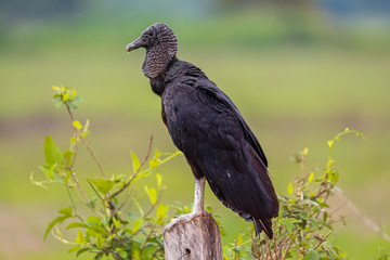 Close up of a Black vulture against green background, side view, Pantanal Wetlands, Mato Grosso, Brazil