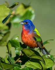 Painted Bunting on a perch