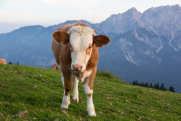 Fototapeta na wymiar Calf in a meadow in the Alps , Italy