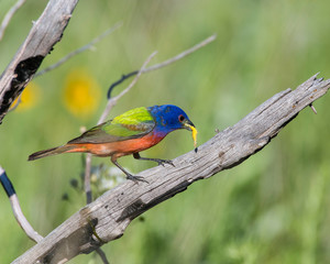 Painted Bunting with a worm