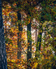 Obraz premium Sunrise on river