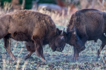 Bison Bull