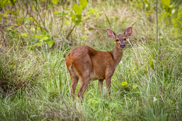 Naklejka na ściany i meble Red Brocket deer in high green grass, facing camera, Pantanal Wetlands, Mato Grosso, Brazil