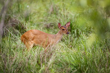 Red Brocket deer in high green grass, Pantanal Wetlands, Mato Grosso, Brazil