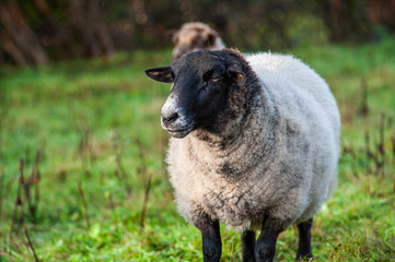 Sheep and lambs in a field in England, United Kingdom.