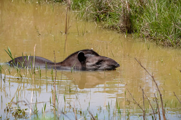 Fototapeta premium Side view of a Tapir resting in a muddy pond near the grassy edge, Pantanal Wetlands, Mato Grosso, Brazil
