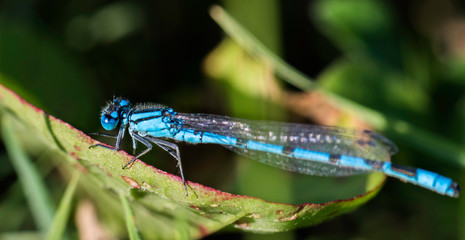 Large macro photo of the side of a blue dragonfly