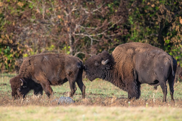 Bison Bull smelling female