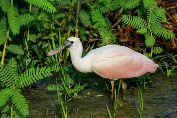 Close up of a Roseate Spoonbill foraging at water edge, Pantanal Wetlands, Mato Grosso, Brazil
