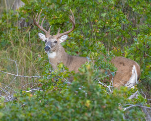 White tailed Deer Buck