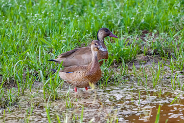 Two Brazilian teal ducks in water, green grass background, Pantanal Wetlands, Mato Grosso, Brazil