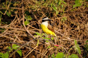 Greater Kiskadee perched on a bare scrub twigs, Pantanal Wetlands, Mato Grosso, Brazil