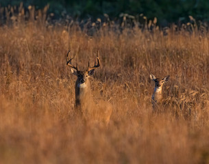 White tailed Deer Buck