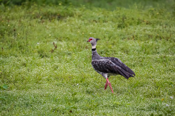 Beautiful Southern Screamer on a lush green meadow, Pantanal Wetlands, Mato Grosso, Brazil