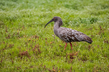 Side view of a Plumbeous ibis foraging on a green meadow, Pantanal Wetlands, Mato Grosso, Brazil