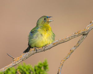 Immature Painted Bunting