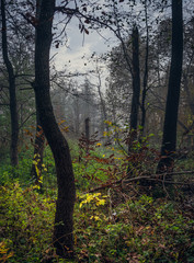 Fototapeta premium Nature in morning