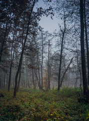 Fototapeta premium Nature in morning