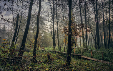 Nature in morning