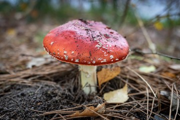Mushroom fly agaric, National Park Hoge Kempen, Belgium.