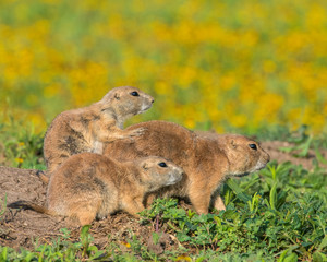 Prairie Dog family