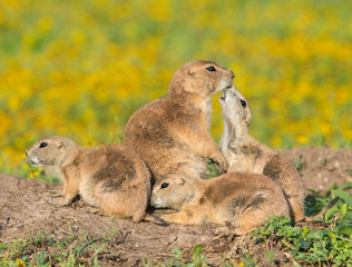 Prairie Dog family with kissing baby