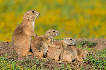 Naklejka na ściany i meble group of prairie dogs