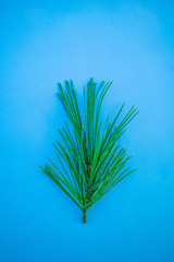 Fir branches on a blue background. New Year minimalistic stylish concept, contrasting colors. Top view, flat lay, place for text.