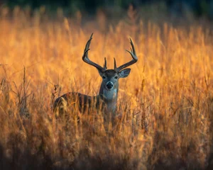 Fototapeten Weißwedelhirsch Buck © David McGowen