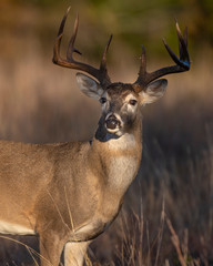 White tailed Deer Buck