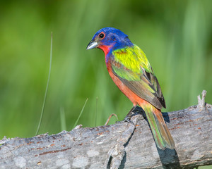 Painted Bunting on a log