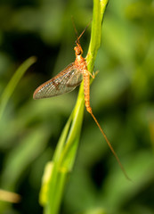 Nice macro photo of an insect with transparent wings and long antennae