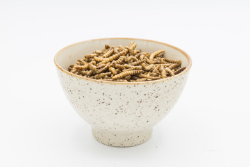 mealworms isolated 