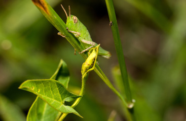 A macro photo of a light green grasshopper