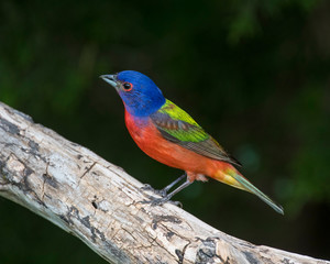 Painted Bunting on a perch with dark background