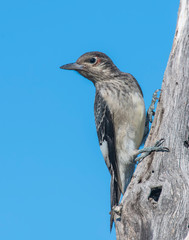 Red-headed Woodpecker juvenile