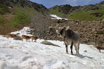 austrian cow