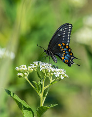 Black Swallowtail Butterfly