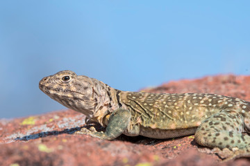 Eastern Collard Lizard female
